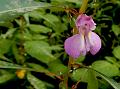 Rosy Short-Spur Balsam